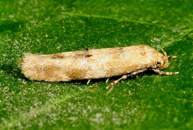 Momphidae - Mompha epilobiella